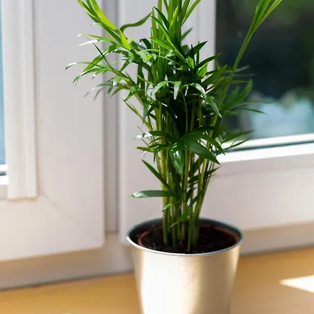 Starlight In By Renters Apartment Warsaw