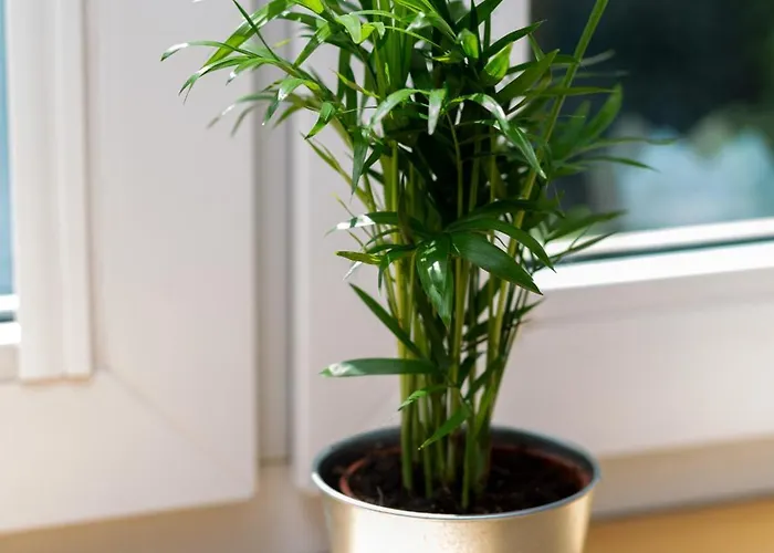 Starlight In By Renters Apartment Warsaw